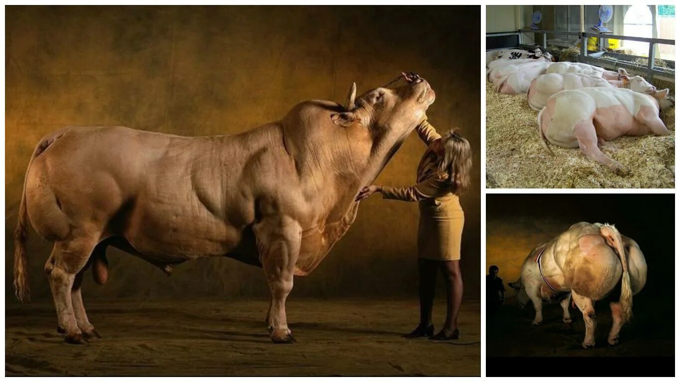 Крупный рогатый зверь массивного телосложения. Трансгенные коровы. Генетический бык. Генномодифицированные животные.