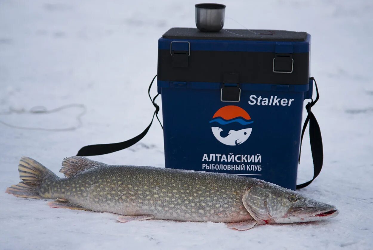 сайт алтайского рыболовного клуба