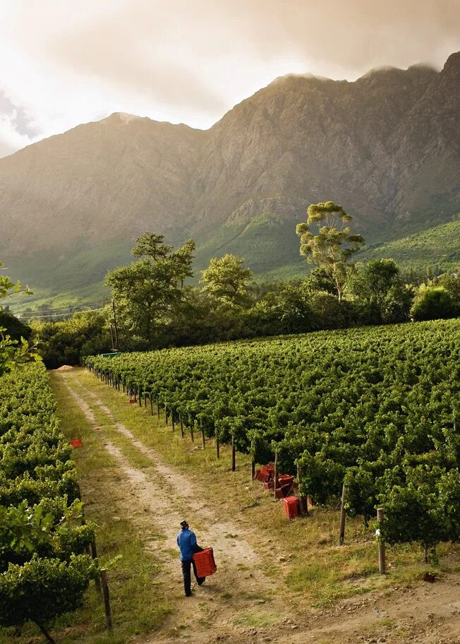 Винные фермы франшхук юар. Виноделие юар. Винодельни юар. Виноградники гран констанция юар. Вино stellenbosch юар.