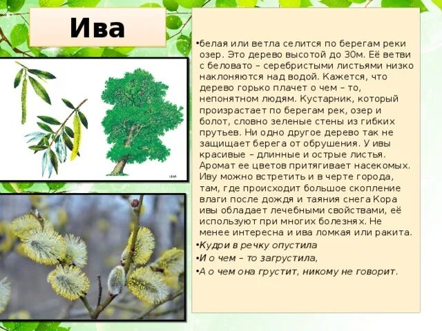 Река густо опушена вербой ольхой и кустами