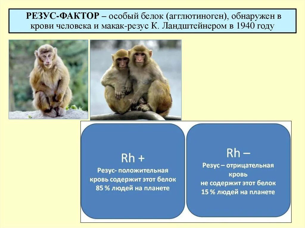 Обезьяна резус. Макак-резус. Макаку резус. Резус фактор агглютиноген. Белки резус фактора