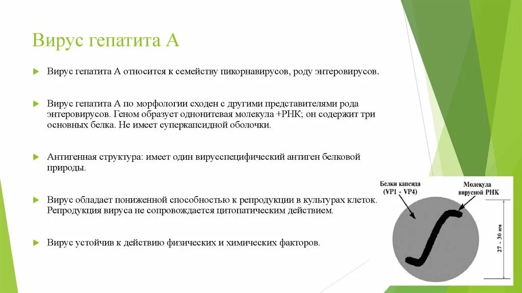 Вирус гепатита а у детей обладает выраженной. Вирусный гепатит с антигенная структура. Нейротропностью обладает вирус. Выраженной нейротропностью обладают вирусы. История вирусных гепатитов