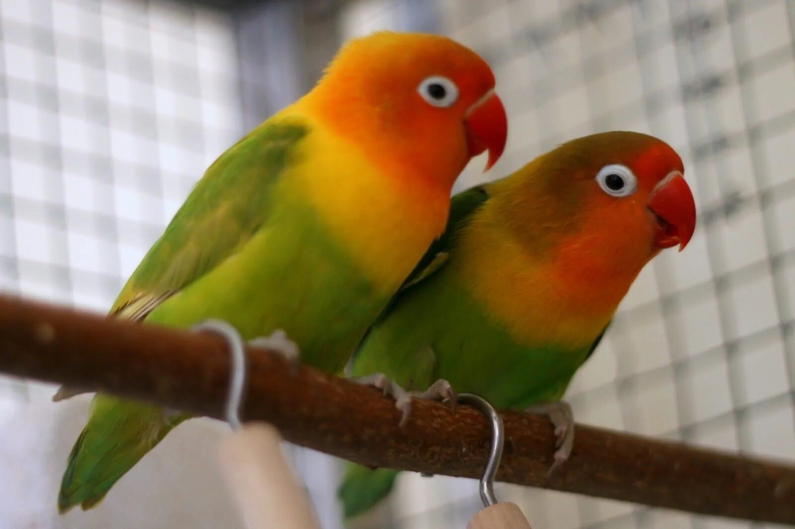 I love birds. Неразлучники попугаи. Попугай неразлучник Фишера. Ошейниковый неразлучник. Неразлучник Лилианы.