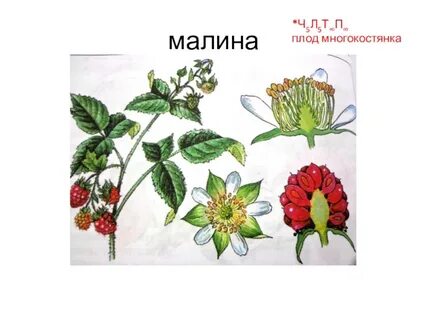 Строение малины