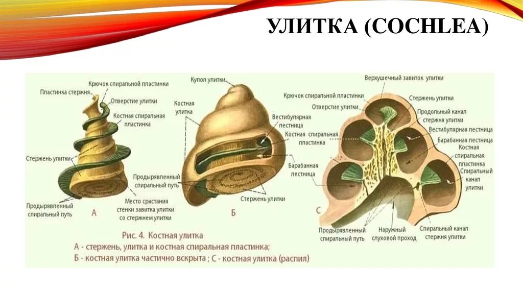 Строение улитки уха. Строение костной улитки. Костная спиральная пластинка внутреннего уха. Строение улитки внутреннего уха в разрезе.