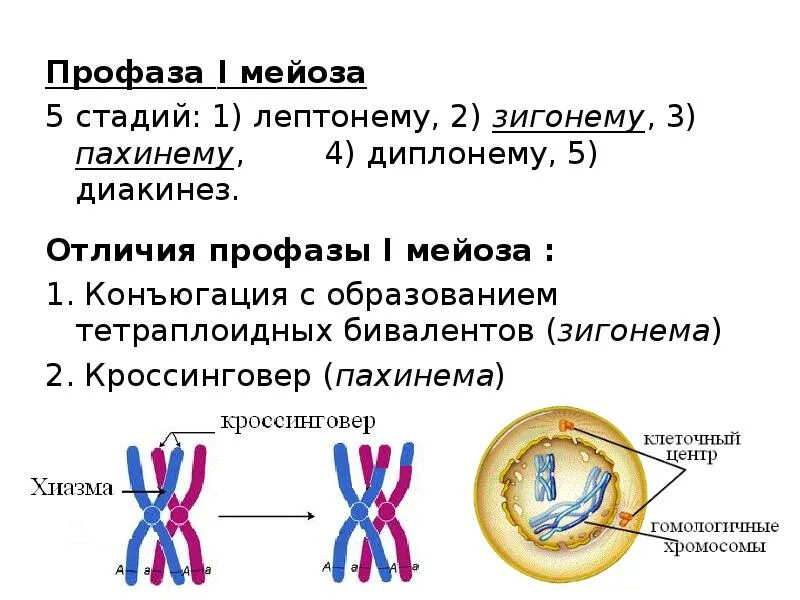 Фазы профазы 1 мейоза. 5 Стадий профазы 1 мейоза. Этапы профазы 1 мейоза. Профаща 1 5 стадий. Деление тетраплоидной клетки