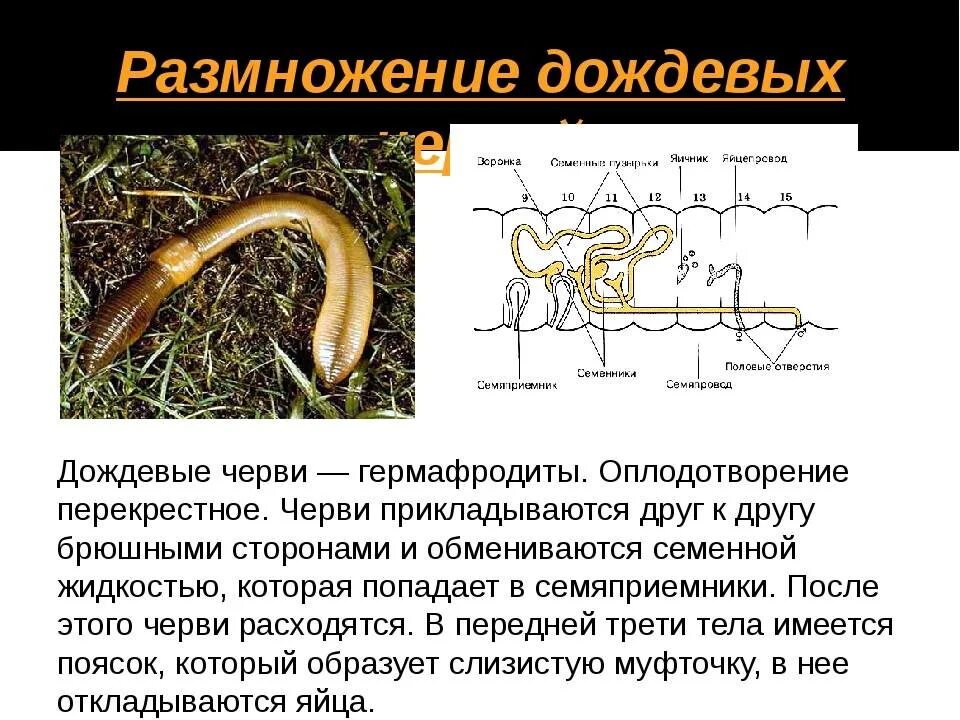 Кольчатые черви половая. Кольчатые черви размножение. Схема размножения кольчатых червей. Кольчатые черви дождевой червь размножение. Размножение червяка дождевого.