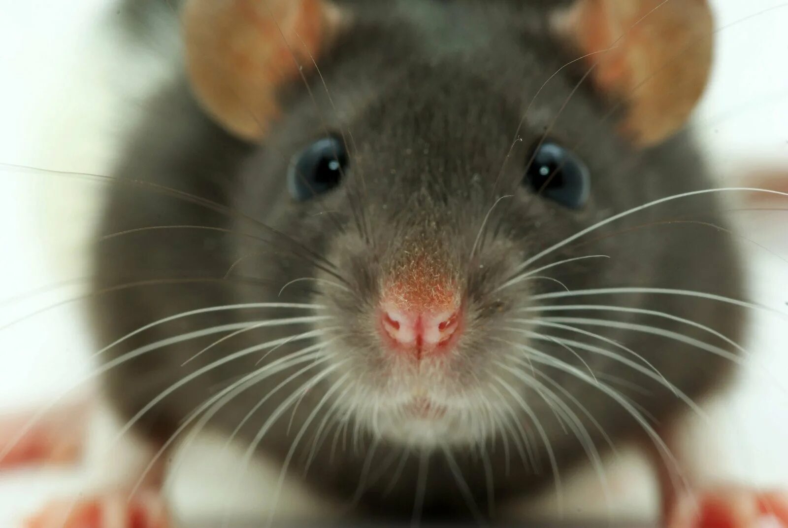 Зрение мыши. Чилийский крысиный восьмизуб. Мышка. Хитрая мышь. Мордочка крысы.