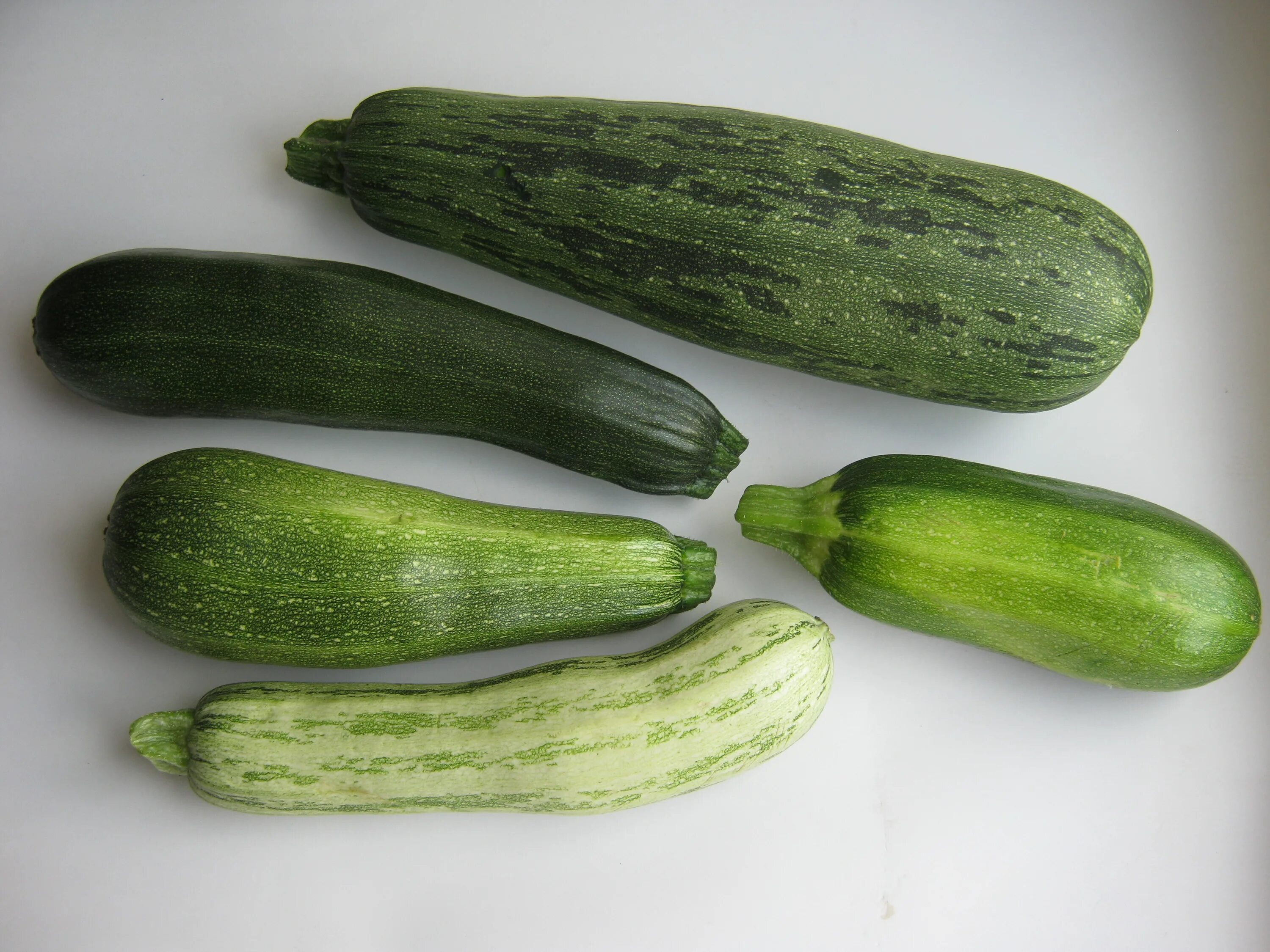 Кабачок геншин. Кабачок герольд. Кабачок ардендо 174 f1. Маленькие плоские кабачки. Маленький кабачок.