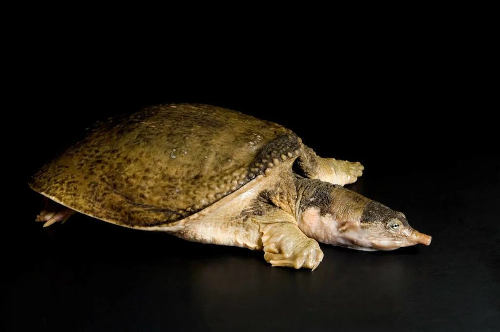 Left turtle. Мягкотелая черепаха трионикс. Китайский трионикс черепаха. Черепаха трионикс личиночная стадия. Кожистая черепаха Приморье.