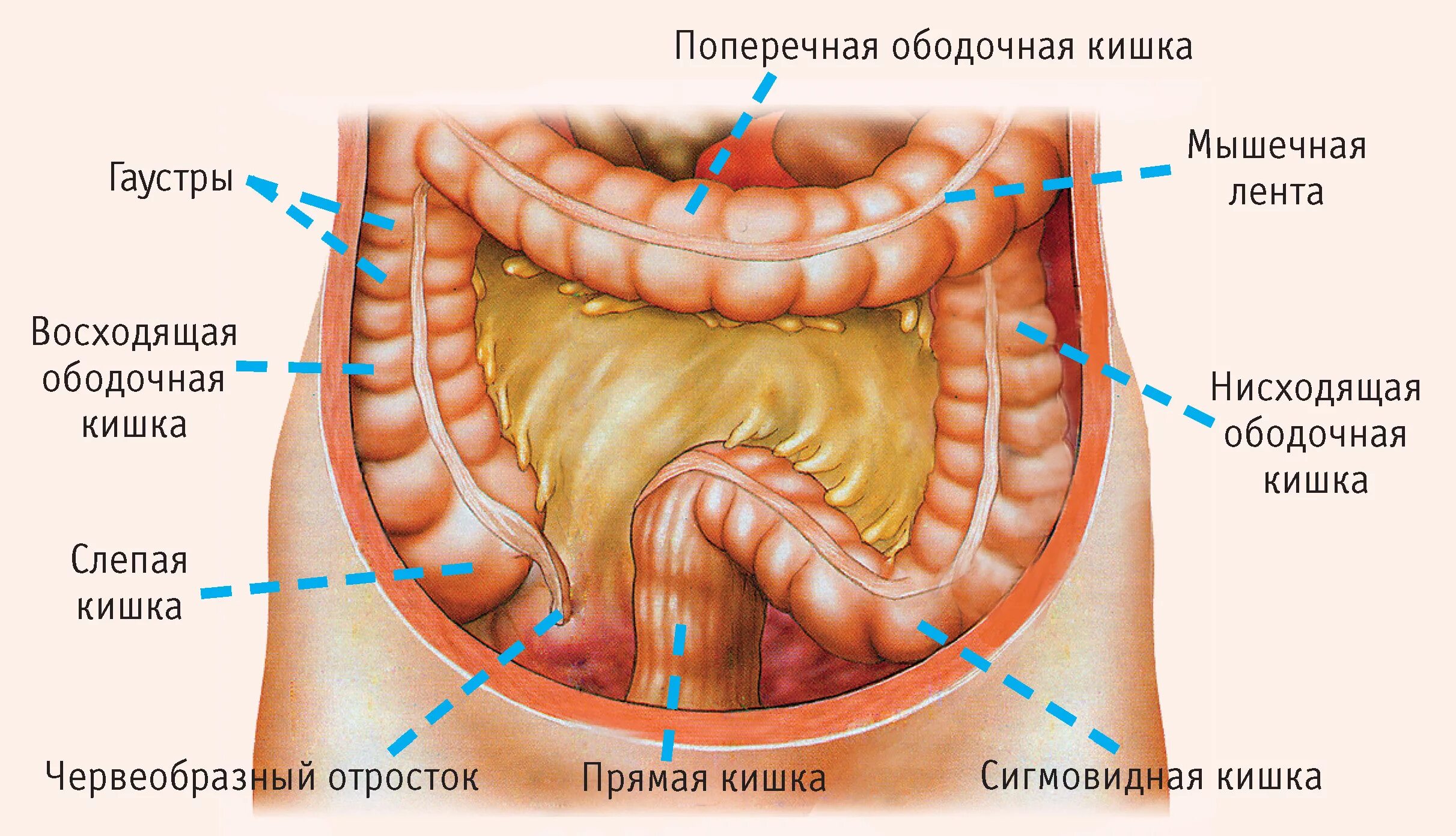 Нисходящая ободочная кишка симптомы