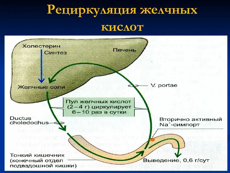 Кал на желчные кислоты. Энтерогепатическая циркуляция желчных кислот схема. Энтерогепатическая рециркуляция желчных кислот. Кишечно-печёночная циркуляция жёлчных кислот. Печеночно кишечная рециркуляция.