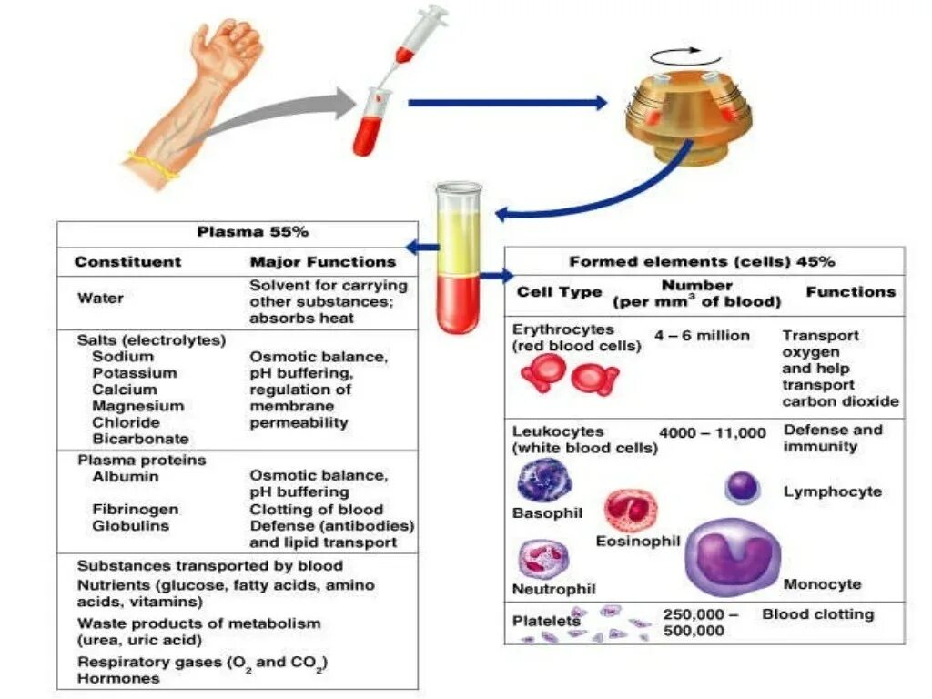 Blood structure. Functions of Blood. Blood Plasma. Blood components.