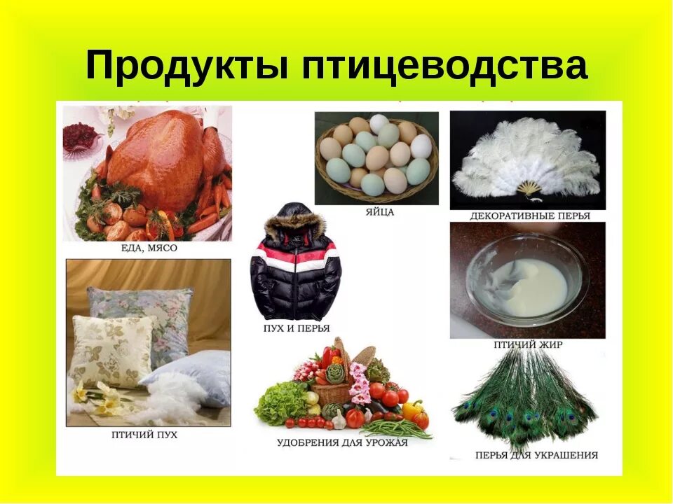 Продукты получаемые от птиц. Продукты птицеводства. Продукция от птицеводства. Птицеводство получаемая продукция. Получение продукции птицеводства.