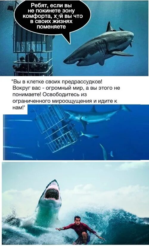 Выходя из зоны комфорта. Выход из зоны комфорта цитаты. Выйти из зоны комфорта картинки. Выйди из зоны комфорта акула. Про зону комфорта.