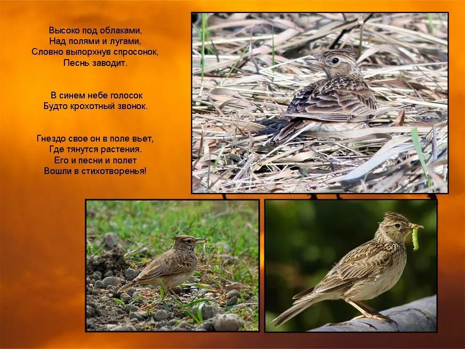 полевой жаворонок птенец. где устраивают гнезда луговые птицы ответ. перепел коростель трясогузка. гнездо лугового конька. где строят свои гнёзда луговые птицы?.