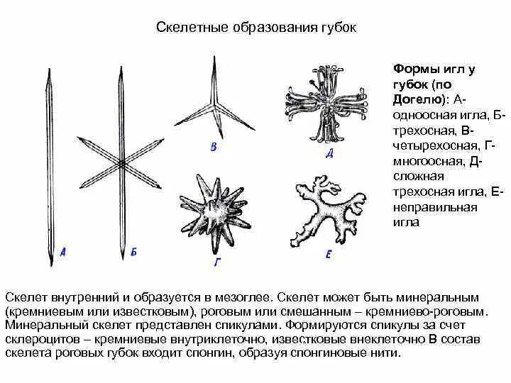 Иглы биология. Скелетные иглы у губок. Скелетные элементы губок. Спикулы губок. Скелетные образования губок.