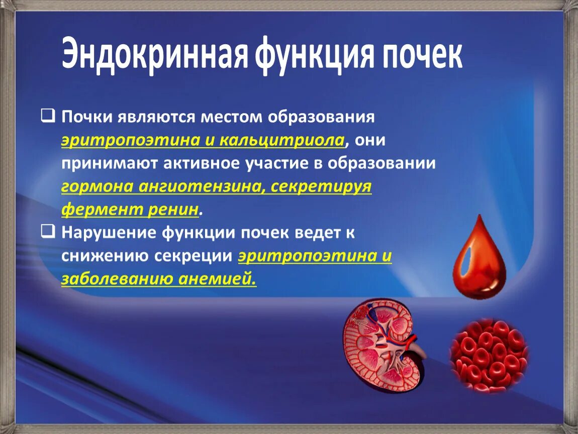 Гормоны принимают участие в. Эндокринная функция почек. Эндокринные структуры почки. Ферменты почек. Ферменты и гормоны почек.