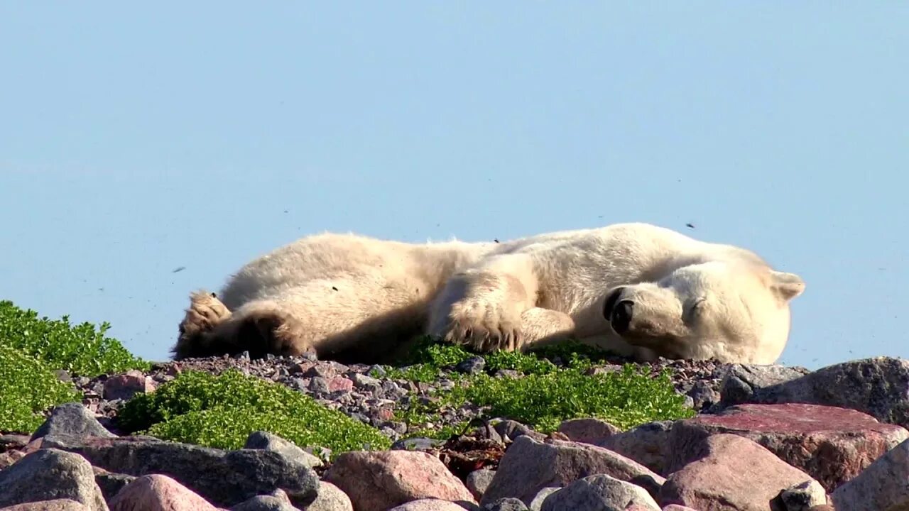 Кошка напала во сне к чему снится