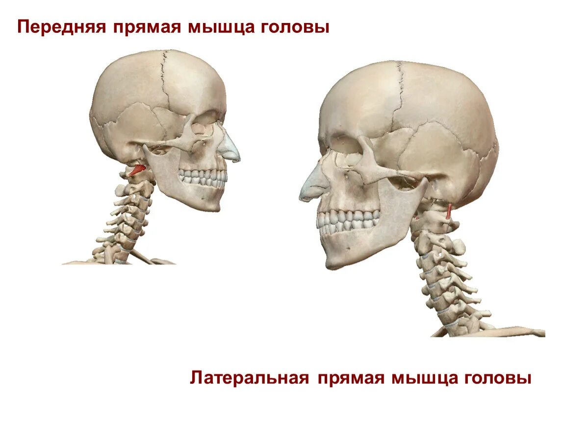 М т головы. Передняя прямая мышца головы. передняя и латеральная прямая мышца головы. боковая прямая мышца головы. латеральная прямая мышца головы.