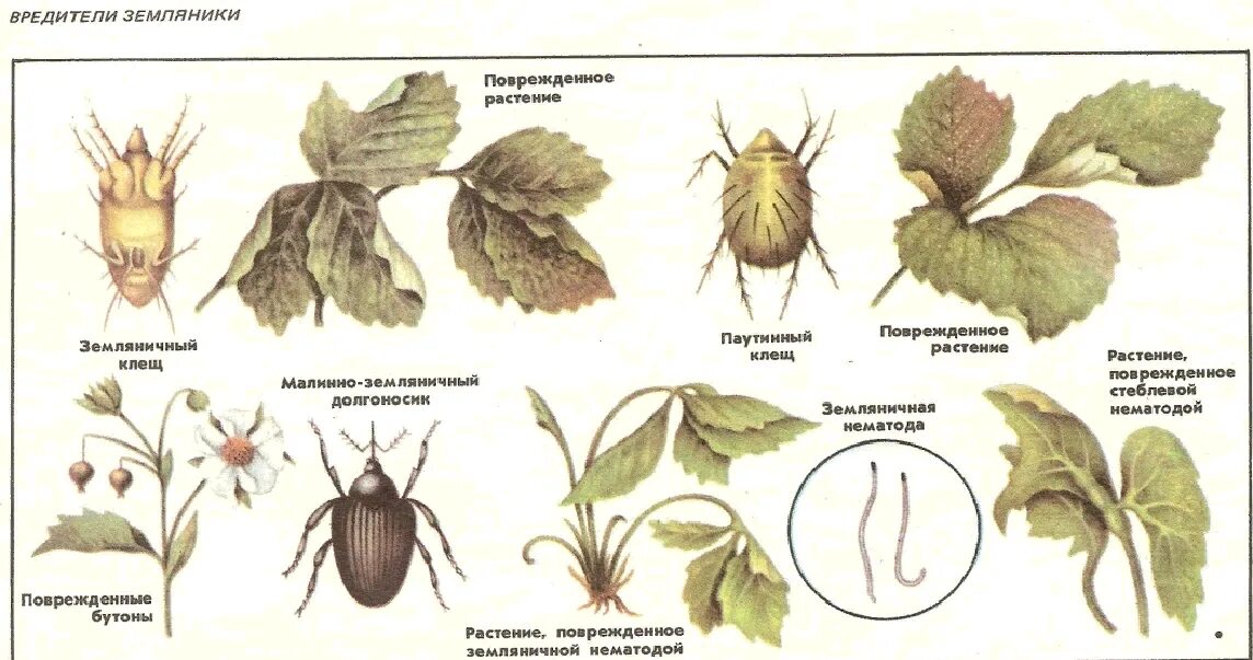 Вредители клубники описание с фотографиями