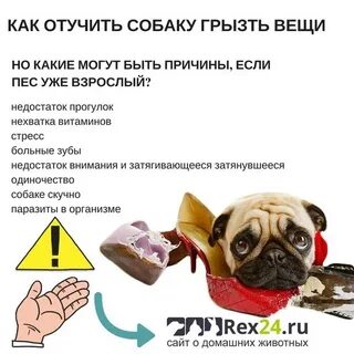 Как отучить щенка кусать