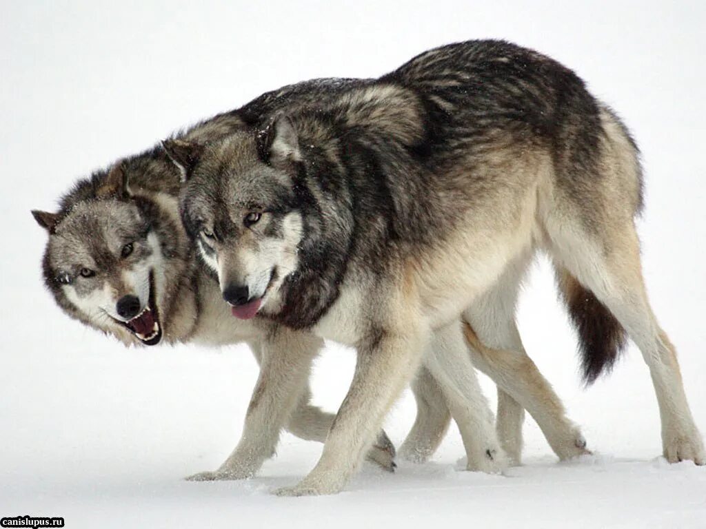 Волк и волчица отличия. Различие волка и собаки. Отличие волка от волчицы. Волк и волчица как отличить.