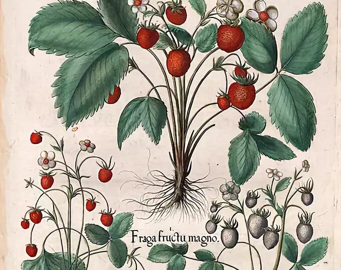 Ягода с ботанической точки зрения. Besler Botanical. Ботаническая иллюстрация. Ботанические иллюстрации растений. Ботанические Гравюры растений.