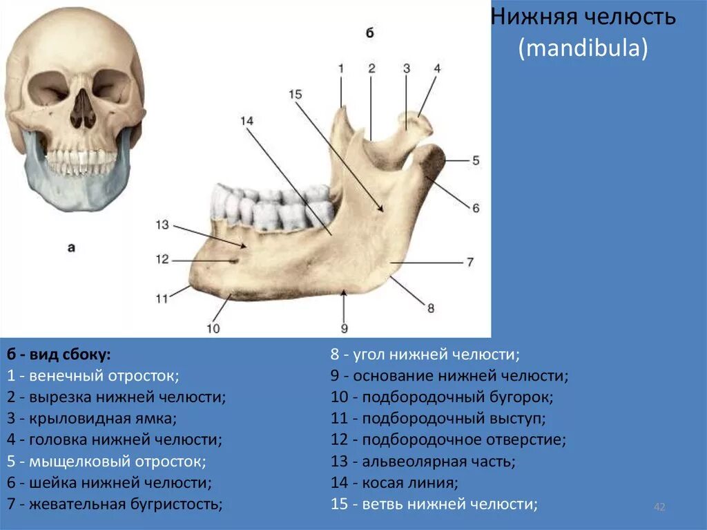 Нижняя челюсть вид сбоку анатомия. Мыщелковый отросток нижней челюсти. Нижняя челюсть кость анатомия строение. Нижняя челюсть анатомия жевательная бугристость. Нижняя челюсть с другими костями черепа