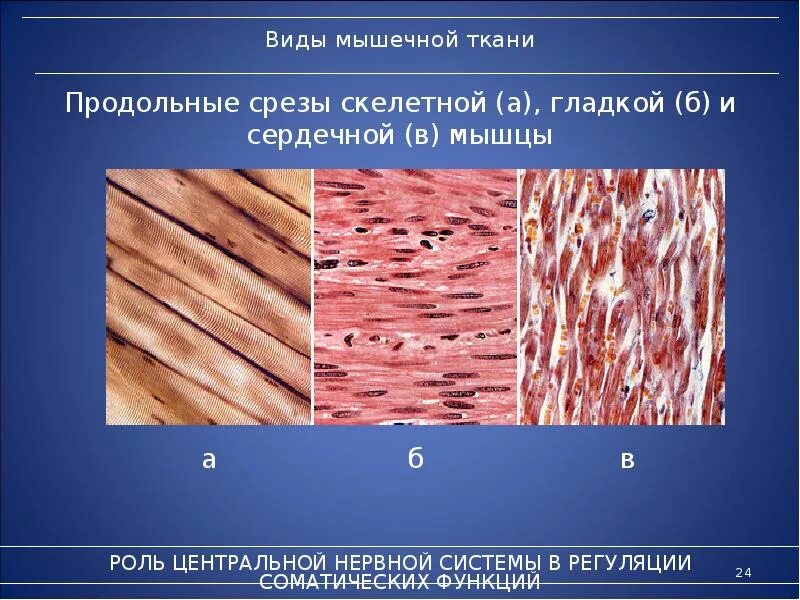Классификация гладкой и поперечнополосатой ткани. Строение и состав мышечной ткани. Строение мышечной ткани человека. Строение скелетной ткани человека. Изучение строения мышечных тканей.