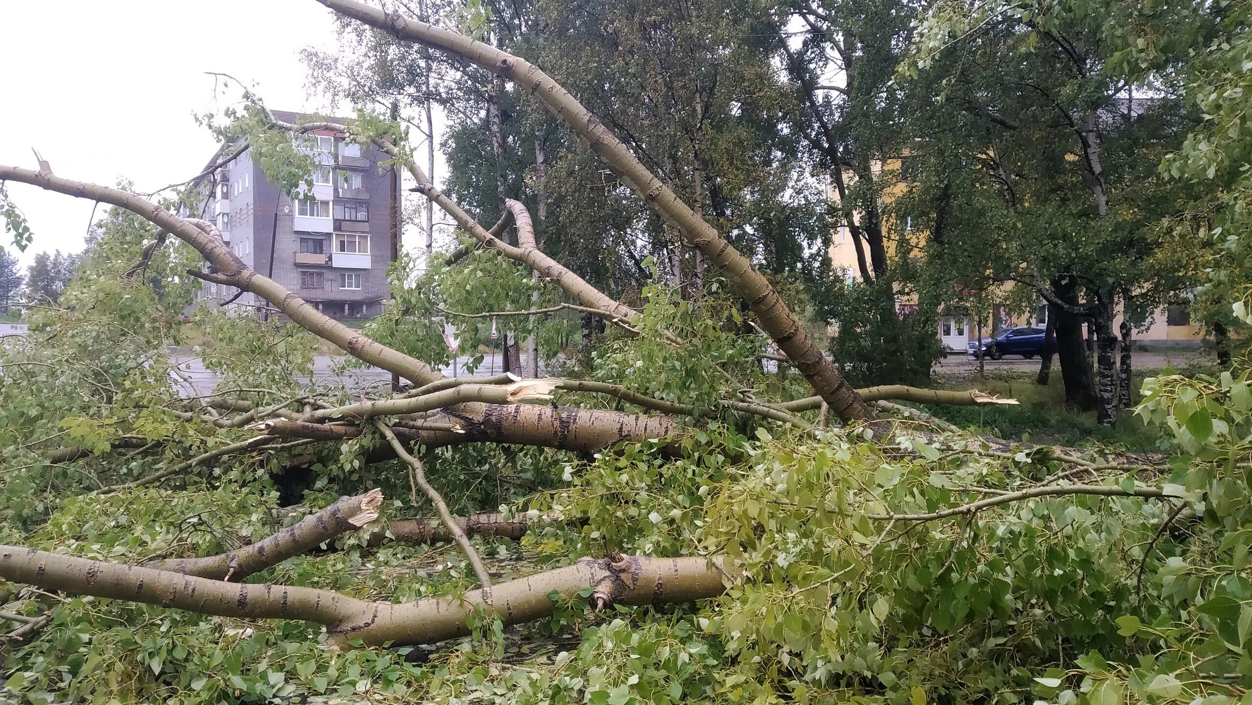 Поваленное дерево. Упавшее дерево в городе. Сломанное дерево. Ураган деревья.