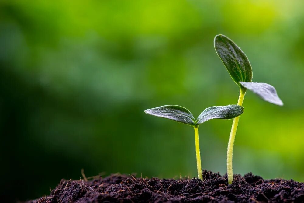 Seeding for a new generation
