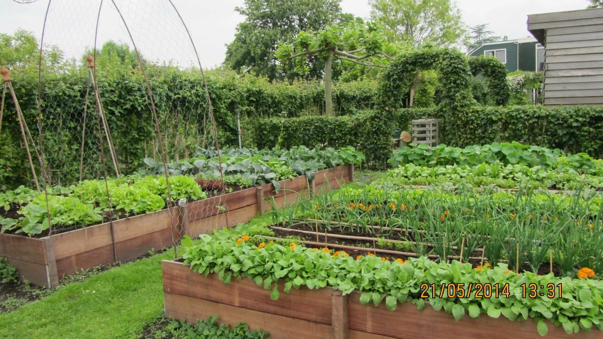 Овощные грядки. Мой любимый сад. Vegetable plot. Американский огород. Сад огород 64.