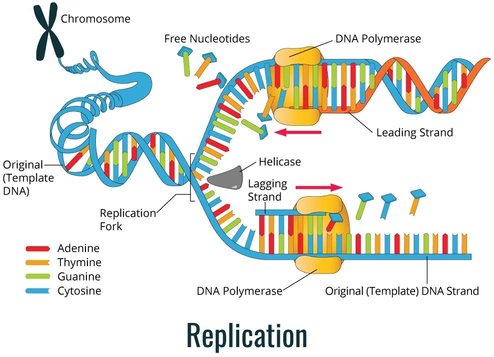 Строение и репликация ДНК. Схема репликации молекулы ДНК. Схема процесса репликации ДНК. ДНК полимераза репликация ДНК.