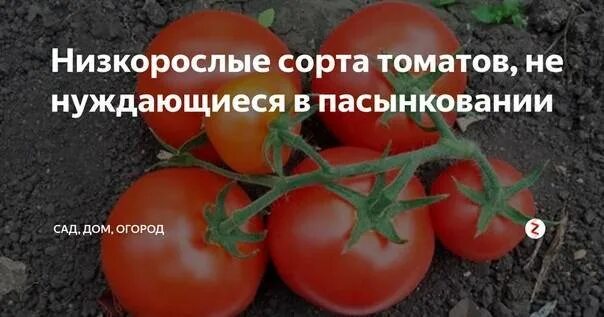 Томаты без пасынкования для теплицы лучшие сорта. Помидоры низкие лучшие сорта без пасынкования. низкорослые томаты для теплицы лучшие сорта без пасынкования. томат для парника сорта без пасынках.