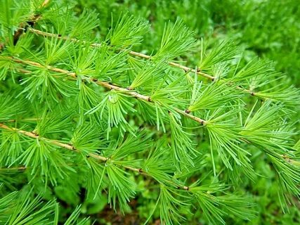 Какие хвоинки у лиственницы
