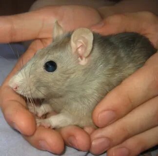 Цвет глаз у крыс