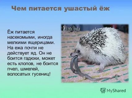 Еж 4 класс