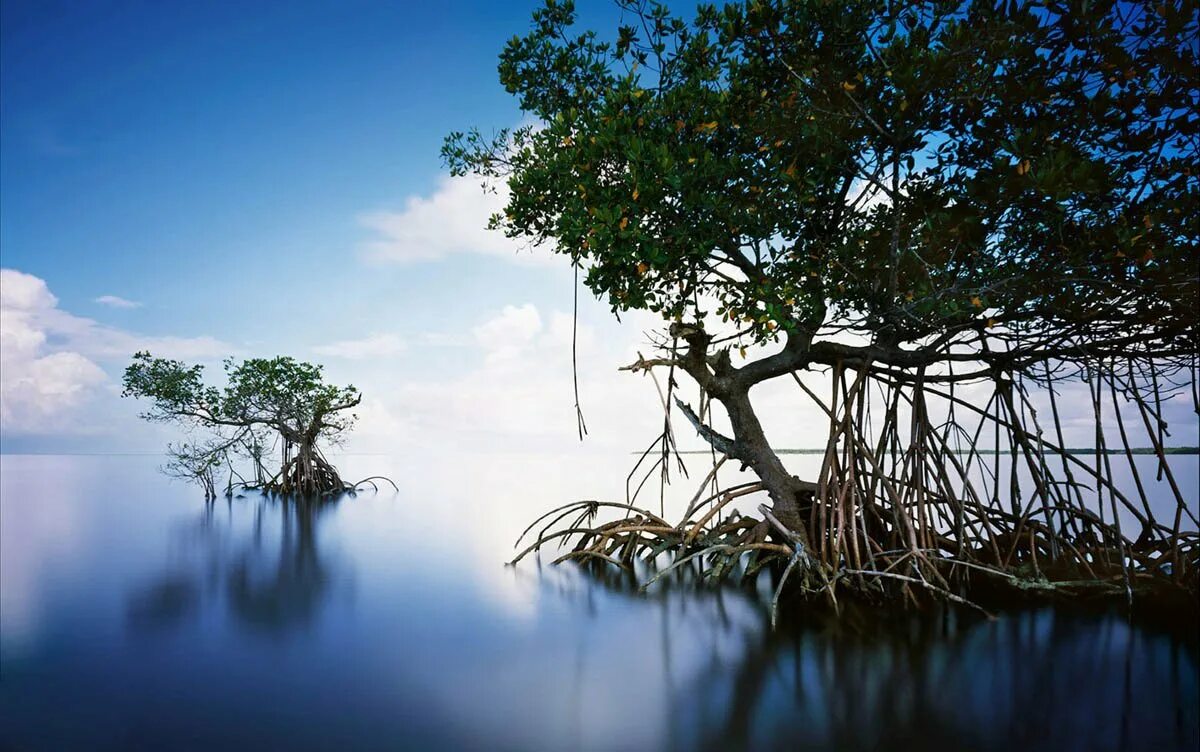 Где найти мангровое дерево