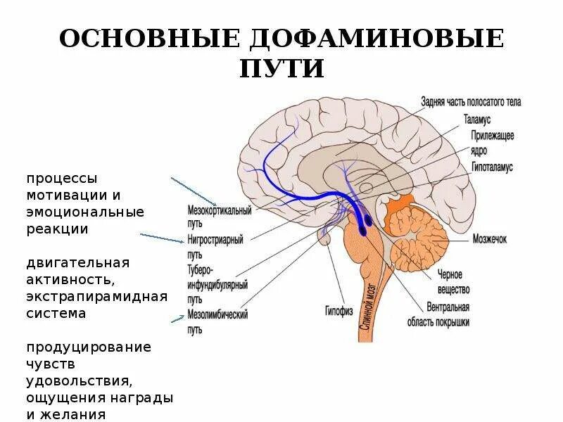 Центр голода в головном мозге. Дофаминовая. Дофаминовая система мозга. Дофаминовые пути в головном мозге. Дофаминовые связи в мозгу.