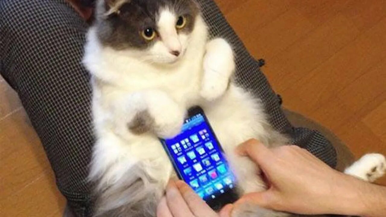 Кошки на телефоне живые. Живые кошки. Блестящие кошки. Кошки на телефоне живые. Кошки на телефоне живые.