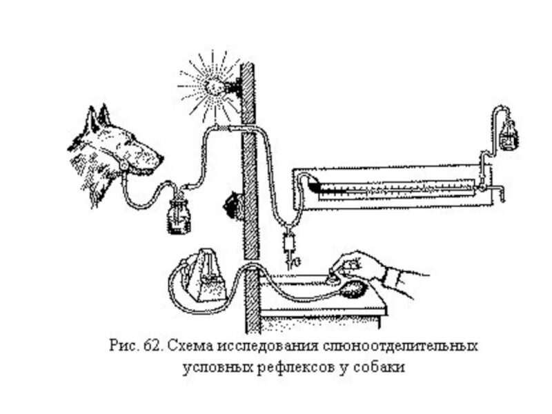 И п павлов рефлексы. Методика изучения условных рефлексов. Павлова. Собака Павлова условный рефлекс. Условный рефлекс собаки Павлова схема. И П Павлов условные рефлексы.