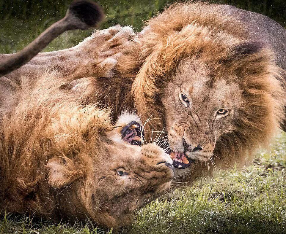 Схватки львов
