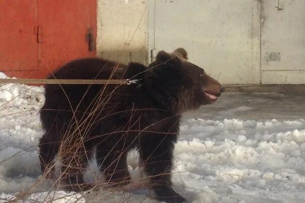 Живого медведя видео. Медведь живет в Саратовской области. Красный медведь живой. Живой медведь в Кисловодске.