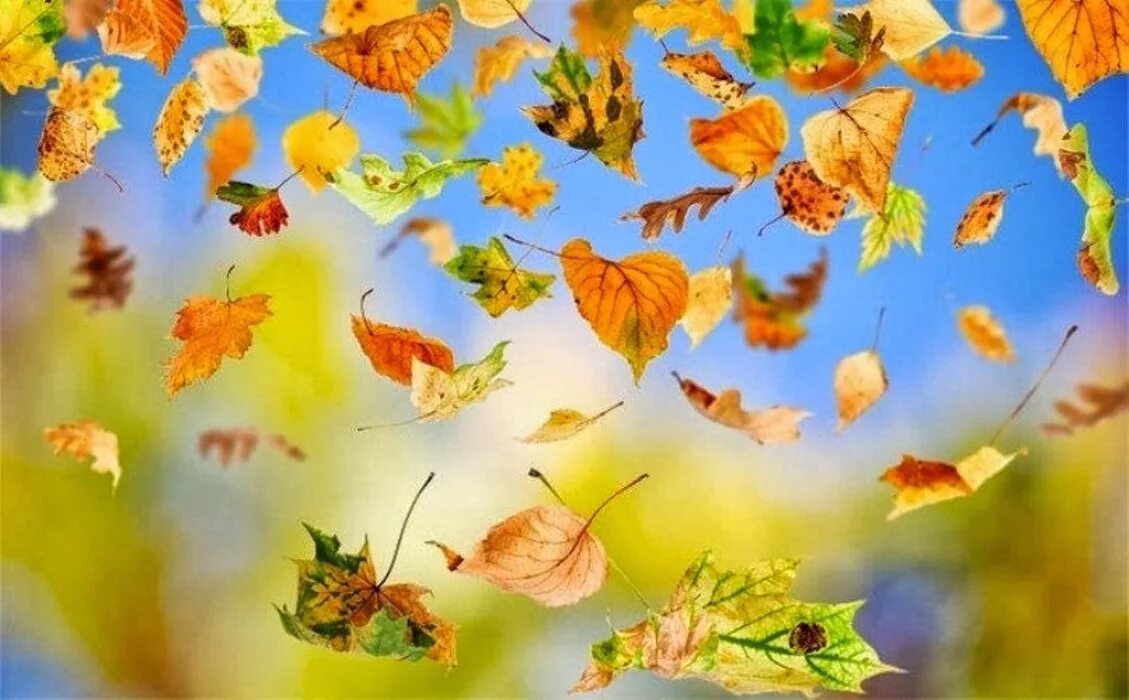 И полетели ветки. Осенний листопад. Падающие листья. Осень листопад. Осенний фон.