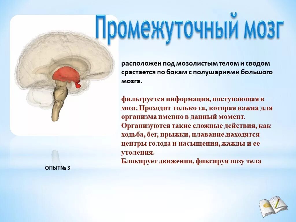 Промежуточный мозг строение и функции. Головной мозг промежуточный мозг строение и функции. Функции промежуточного мозга головного мозга. Промежуточный мозг строение расположение. Функции промежуточного мозга дыхание температура