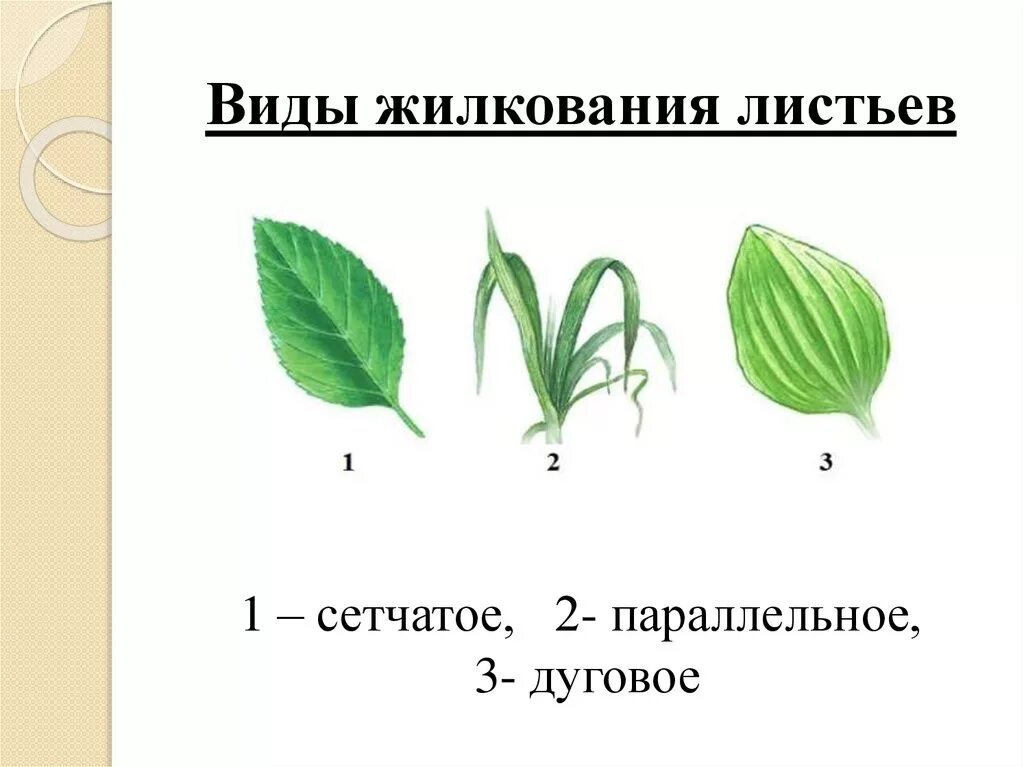 Типы жилкования листьев сетчатое. Жилкование листьев сетчатое параллельное дуговое. Жилкование листьев биология. 3 типы жилкования