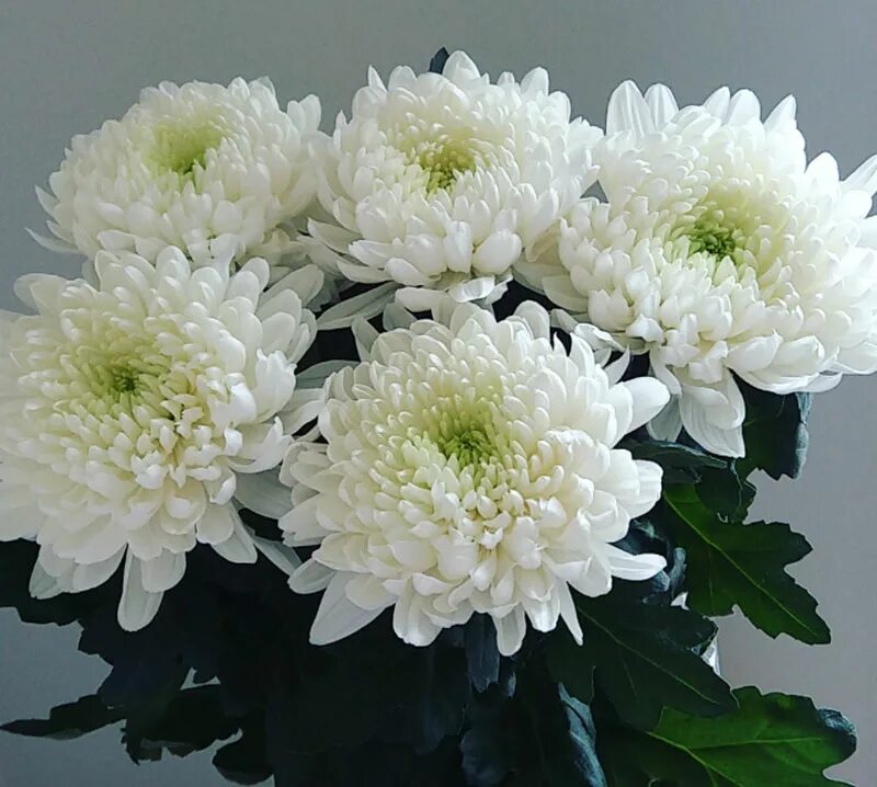 Chrysanthemum bouquet of flowers Desktop wallpapers 600x1024