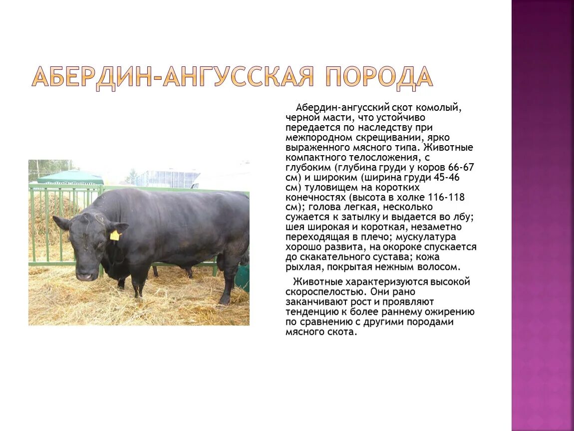 Характеристика абердин ангусская. Ангусская корова. Абердин порода коров характеристика. Абердин-ангусская корова и гуффи. Абердин порода коров характеристика.