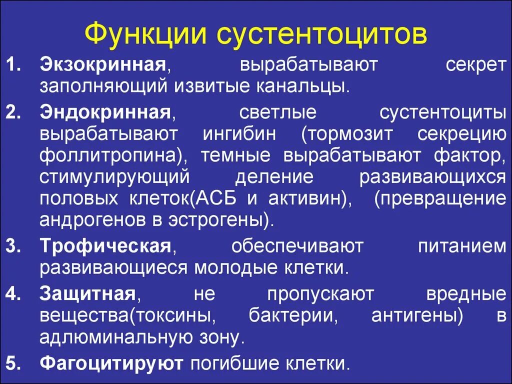 Наличие функции характерно для. Функции сустентоцитов. Функция сустентоцитов (клеток Сертоли):. Функции поддерживающих клеток (сустентоцитов) семенника. Строение и назовите функции сустентоцитов (клеток Сертоли.